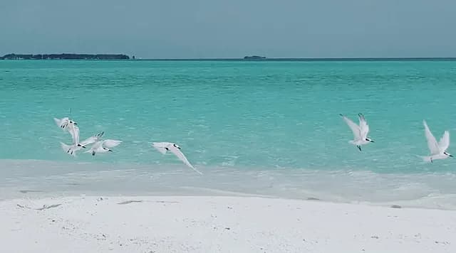 Maldives